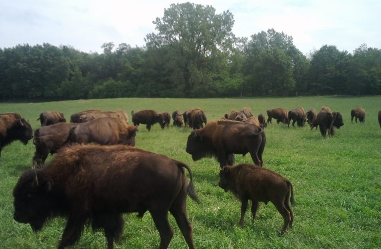 Things to Keep In Mind While Raising Bison - Noble Premium Bison