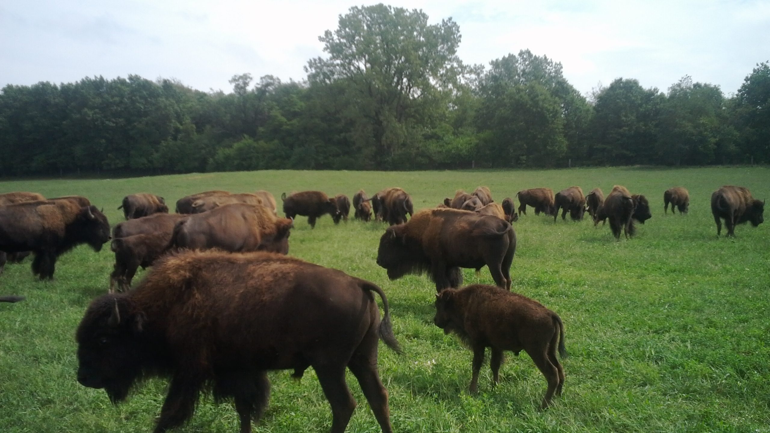 Things to Keep In Mind While Raising Bison - Noble Premium Bison