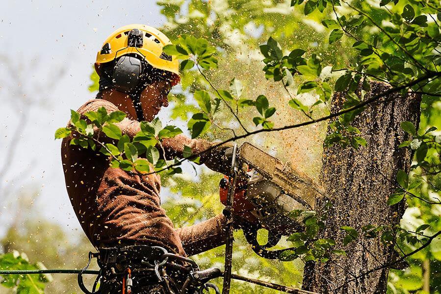Tree Care Edmonton: Ensuring the Health and Beauty of Your Trees